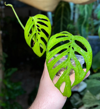 Monstera bundle #19 (Karyn)