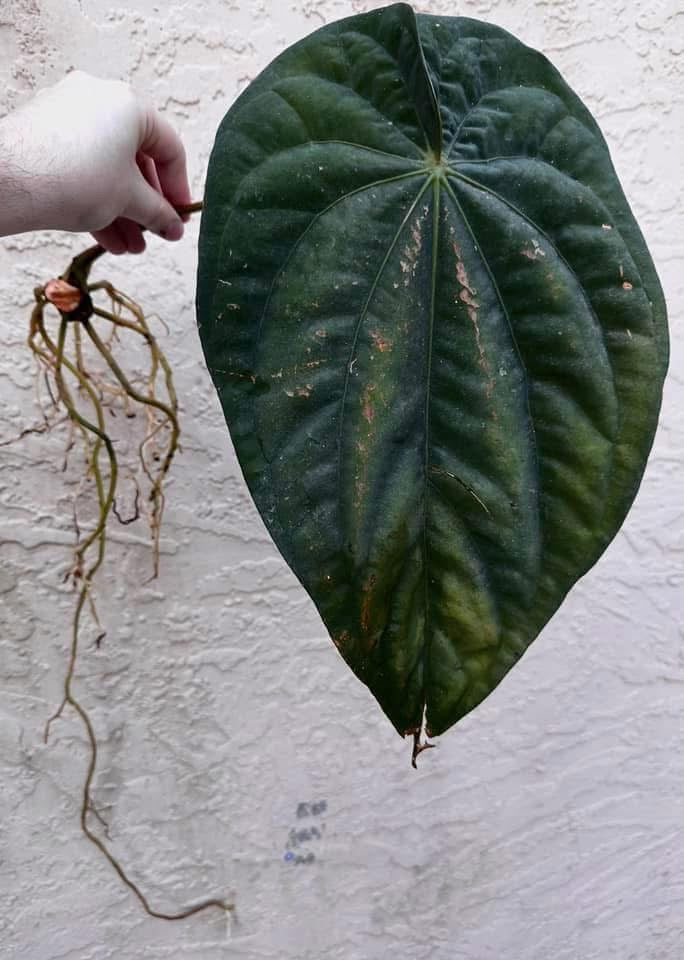 Anthurium dressleri “Obsidian” *CLONE*