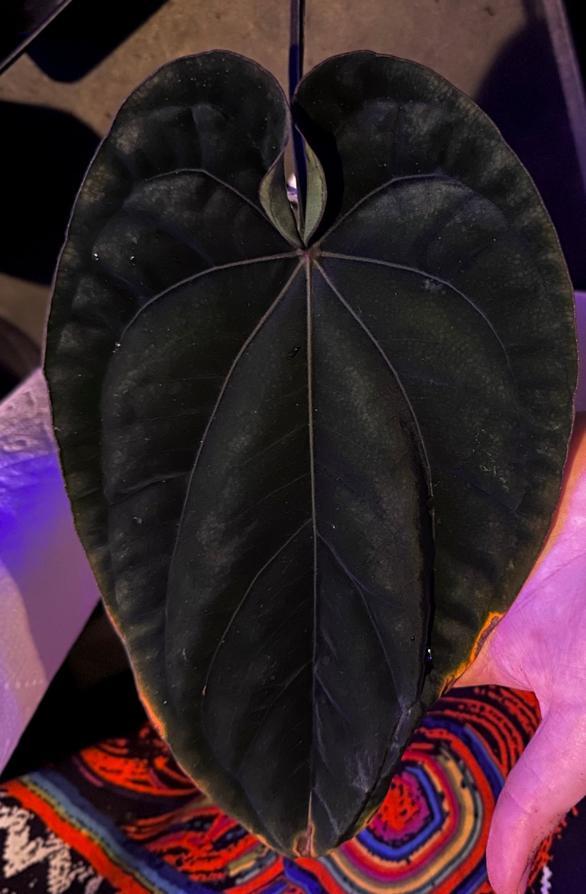 anthurium dresleri Anthurium dressleri "Obsidian" x (Black dressleri x RG F2 dark) – AABexotics