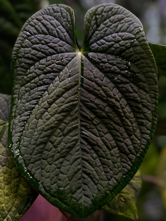 Anthurium antolakii (BVEP) x splendidum