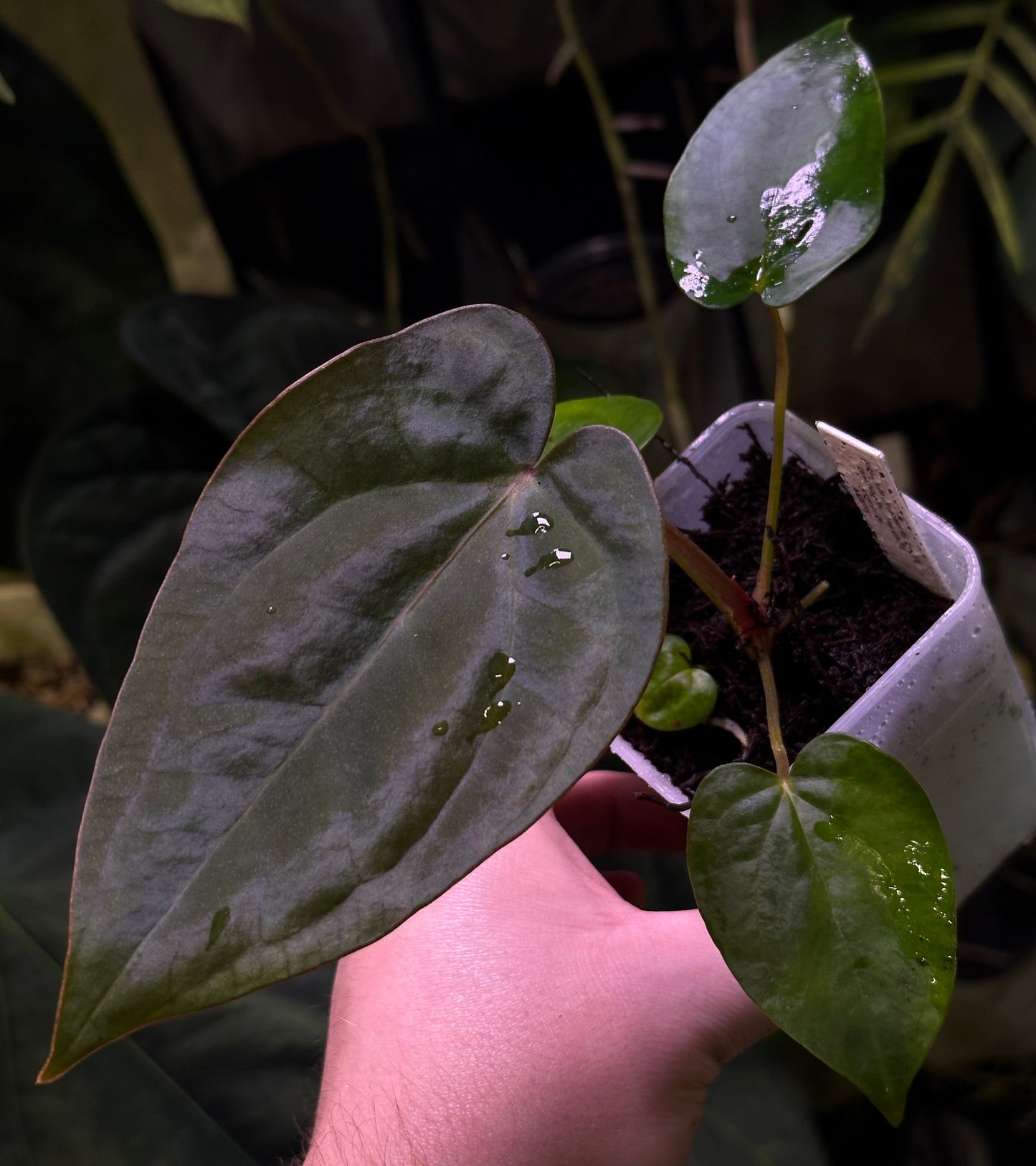 Anthurium (dressleri RG F2 x carlablackiae) x dressleri RG