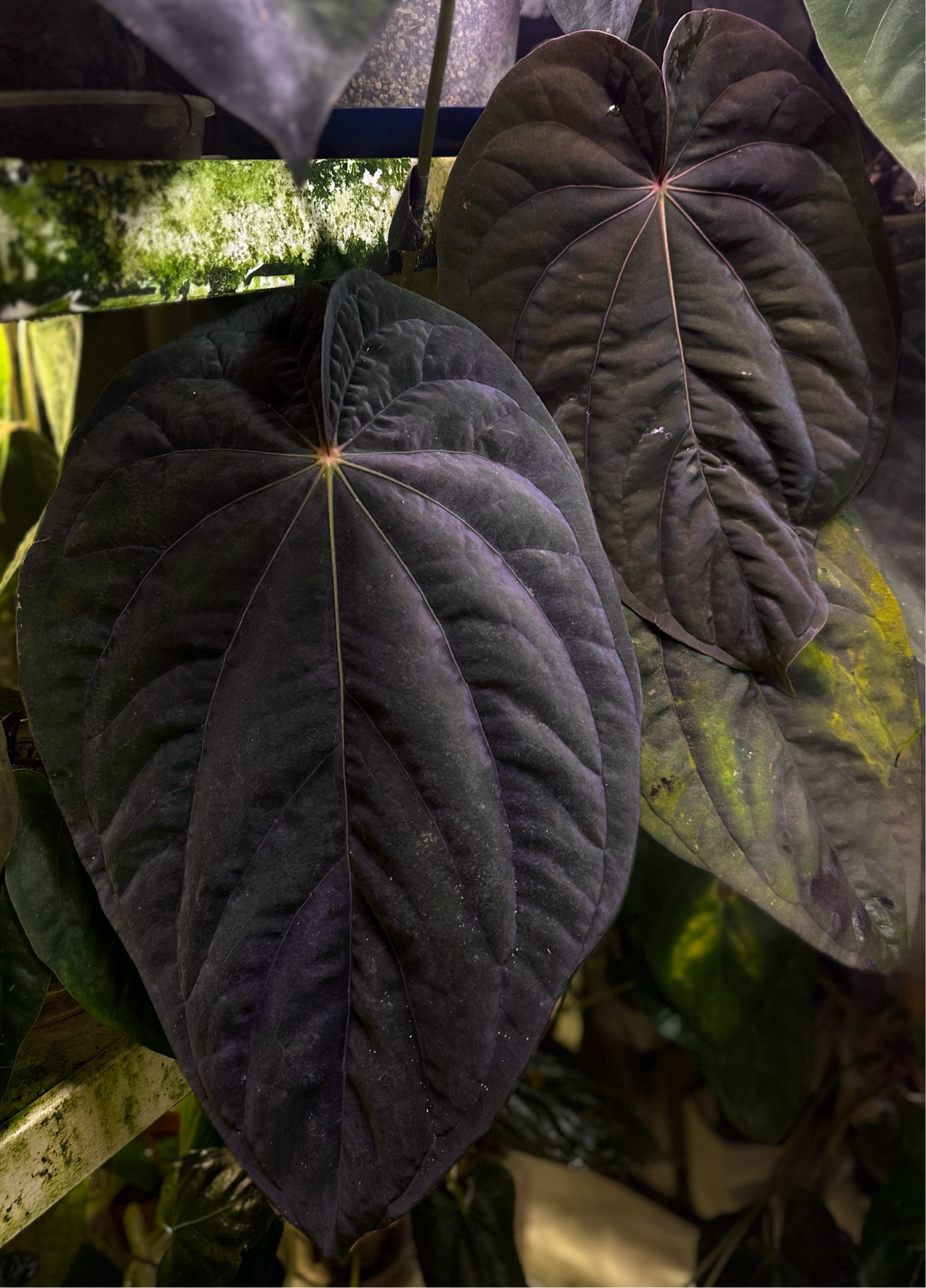 Anthurium dressleri “Obsidian” *CLONE*