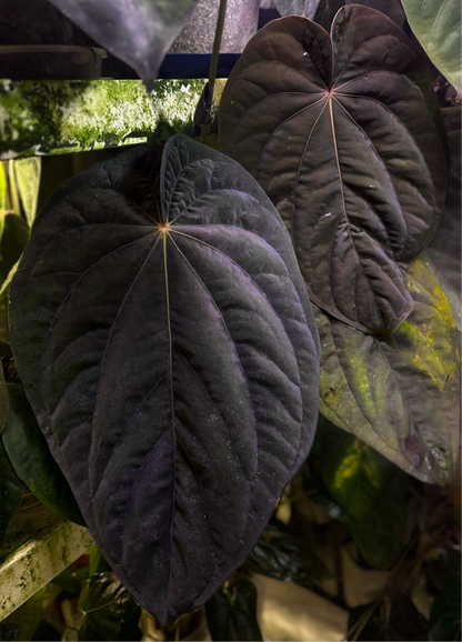 Anthurium dressleri “Obsidian” *CLONE*