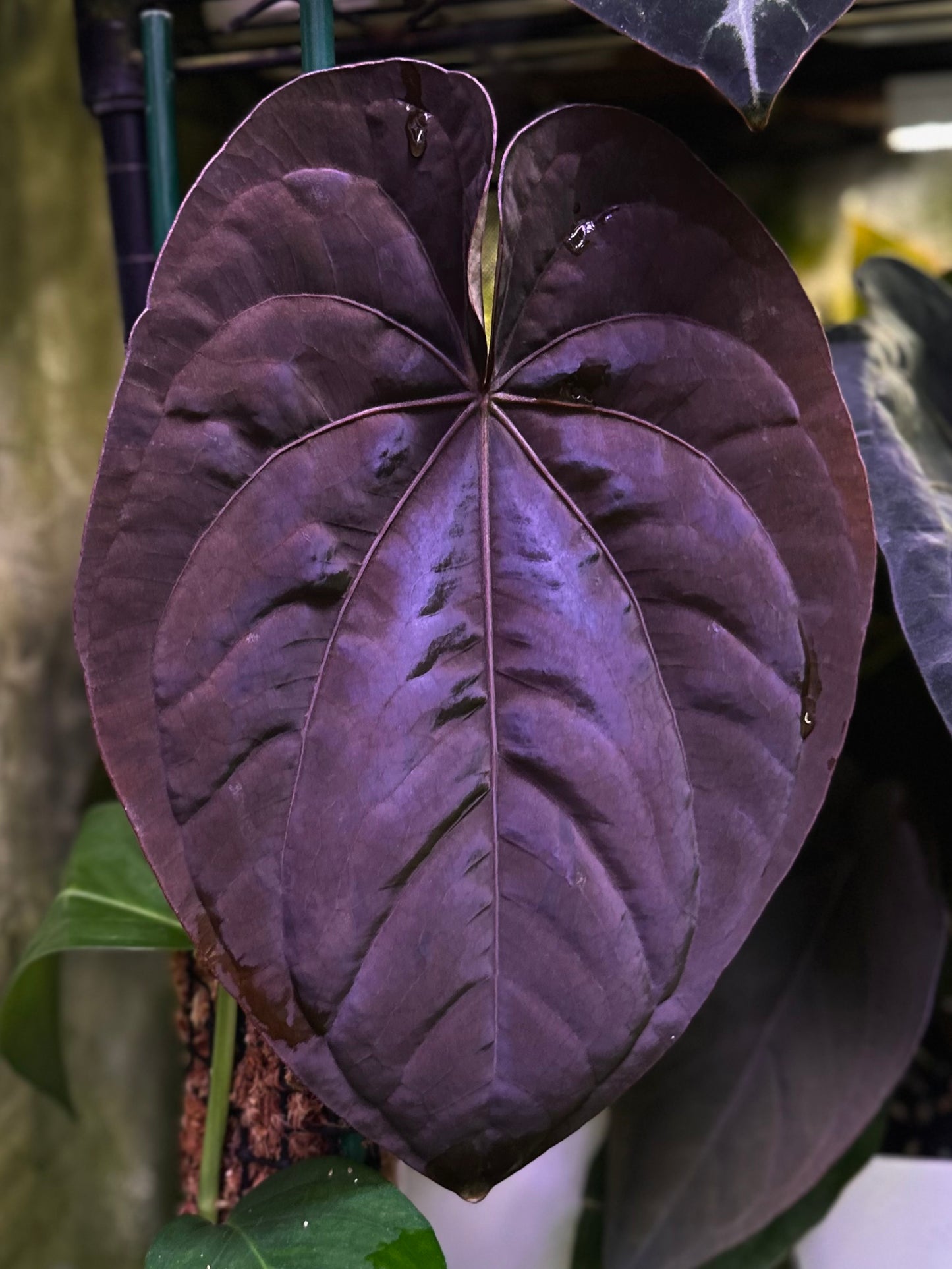 Anthurium dressleri RG (F2 x Black) F2 "Aspis" x "Purple Haze"