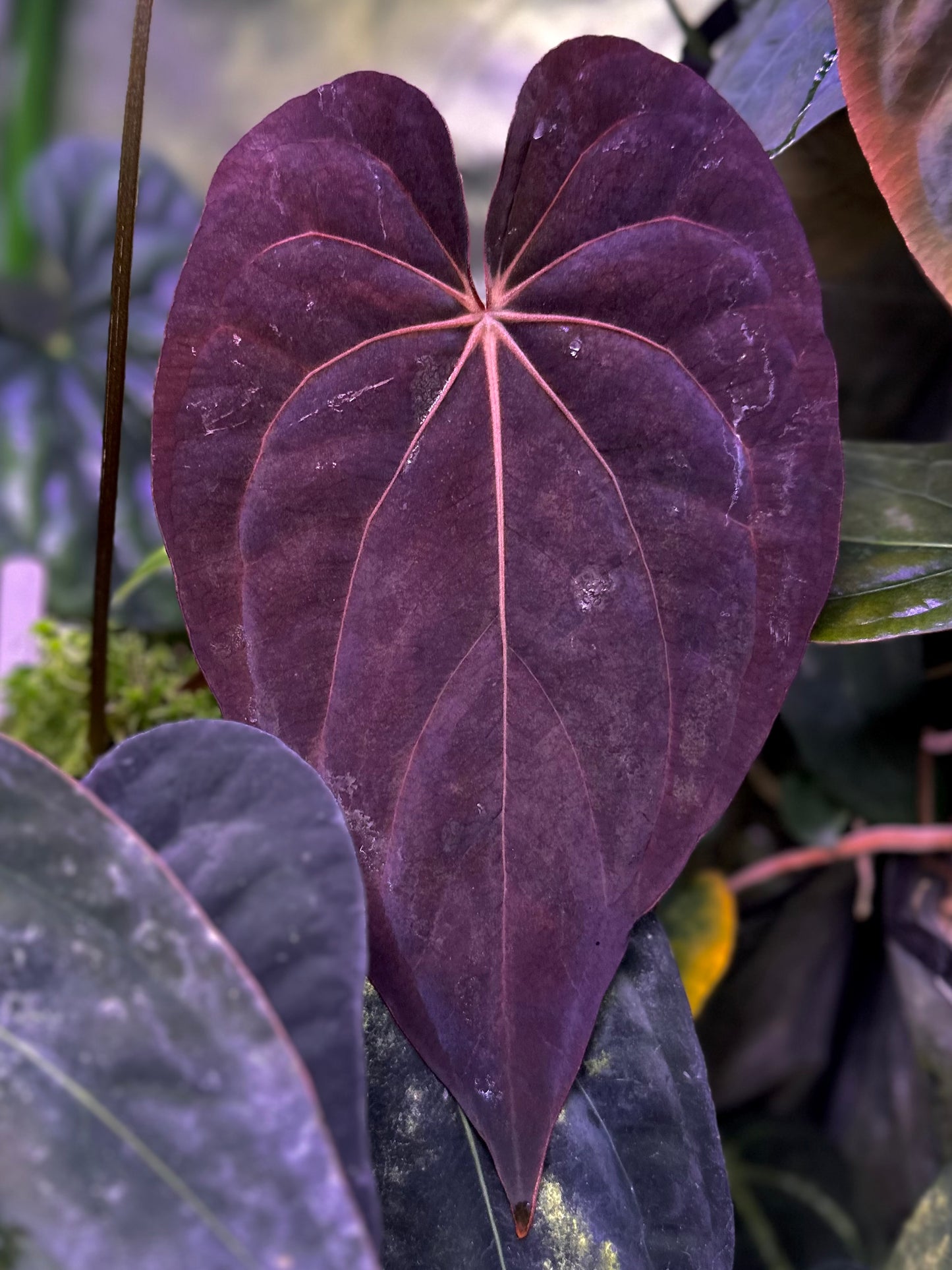 Anthurium papillilaminum "Nightshade" x (dressleri RG F2 x carlablackiae)