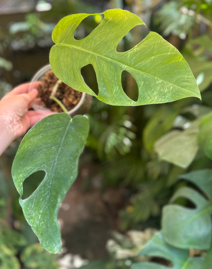 Monstera punctulata