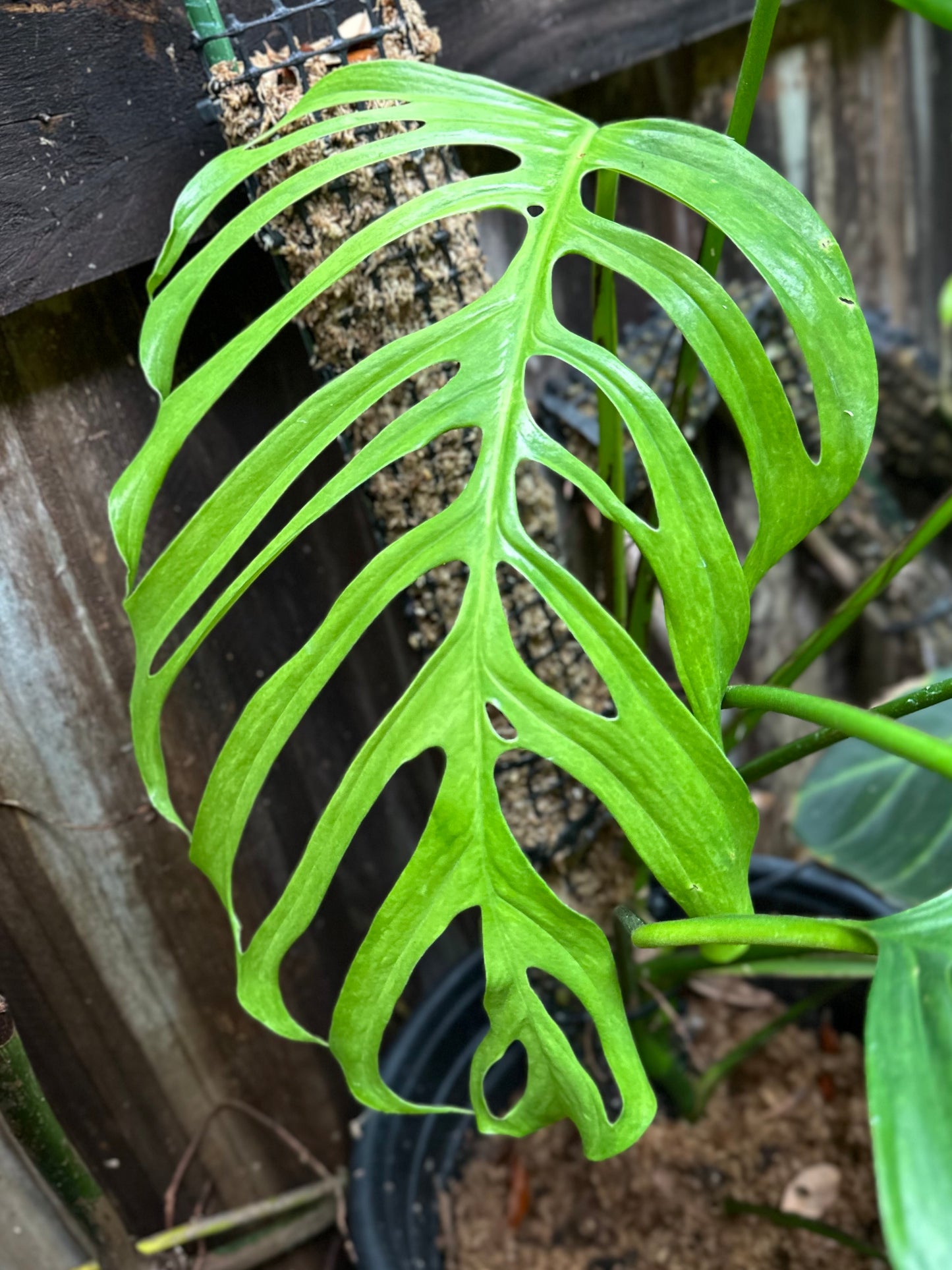 Monstera aff. gracilis