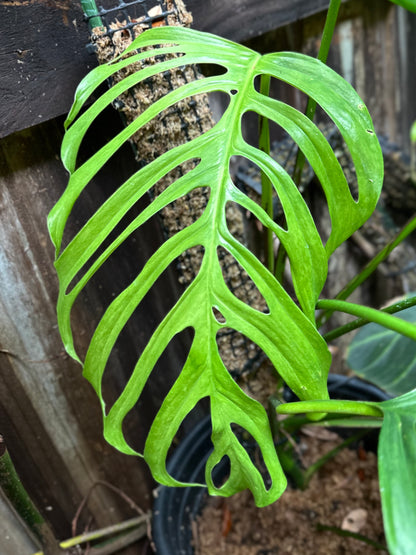 Monstera aff. gracilis