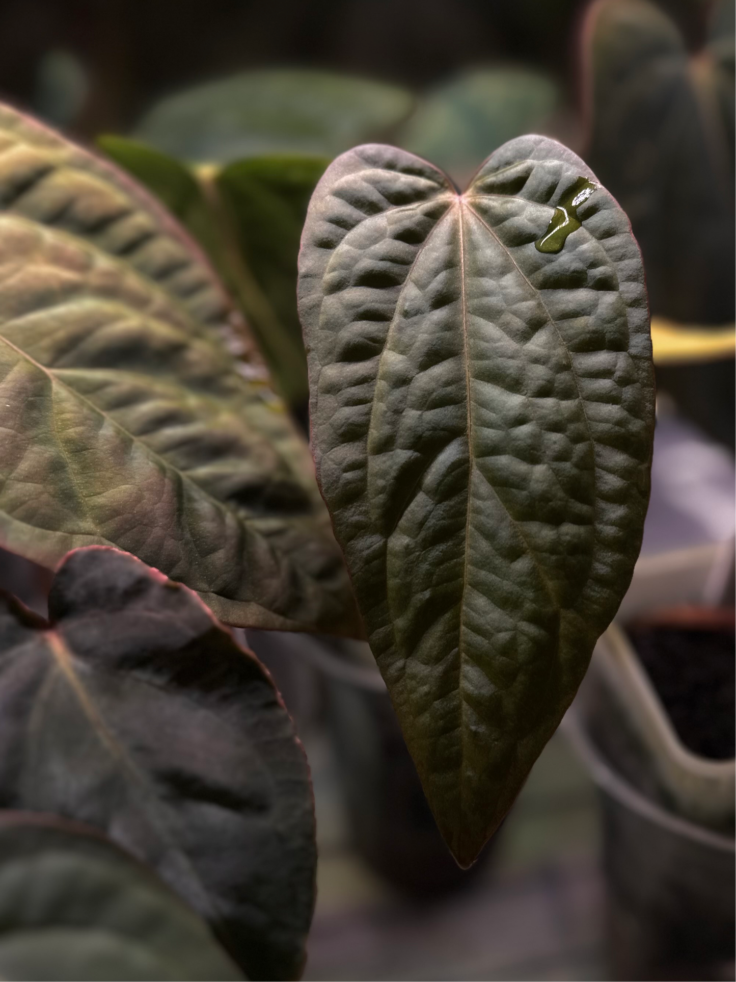 Anthurium (BVEP x NSE red crystallinum) x ((carla x pap) x splendidum) *seedlings*