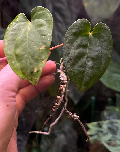 anthurium glabra Anthurium papillilaminum “Long x Long Bullet”