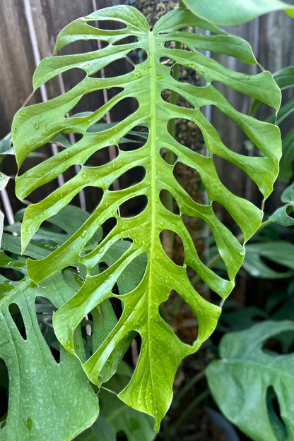 Monstera punctulata