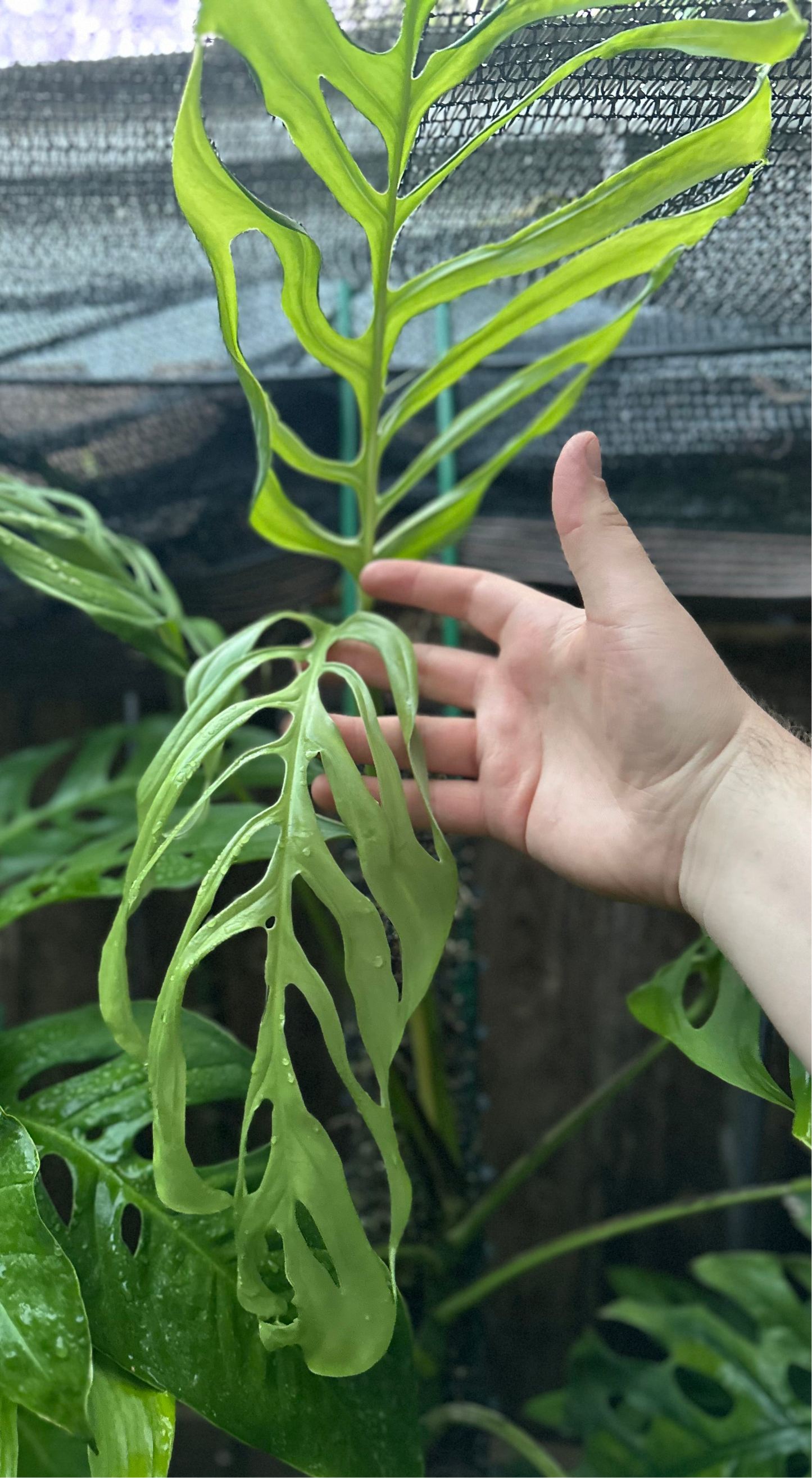 Monstera aff. obliqua “Filamentous”