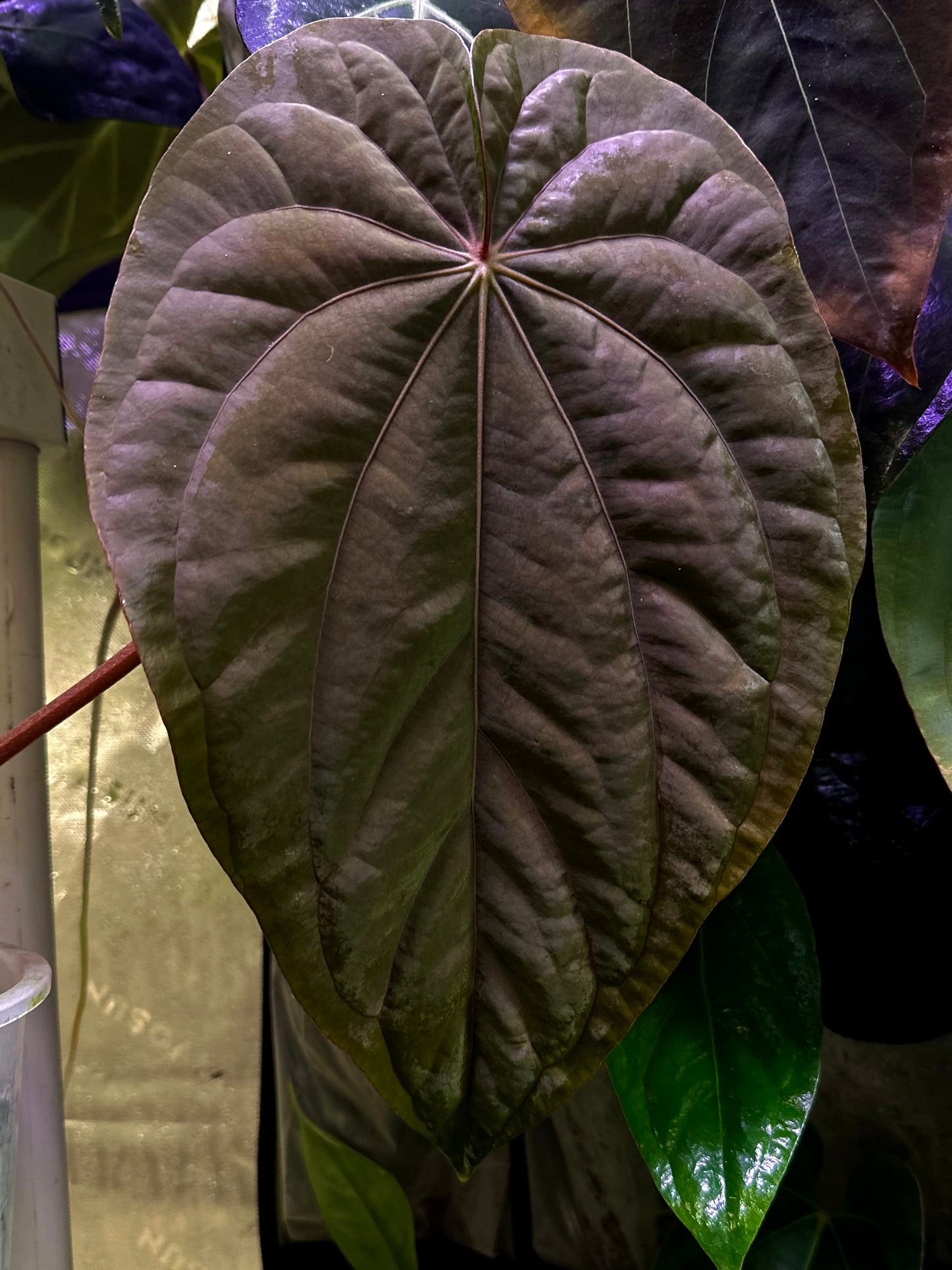 Anthurium dressleri NSE “Obsidian”