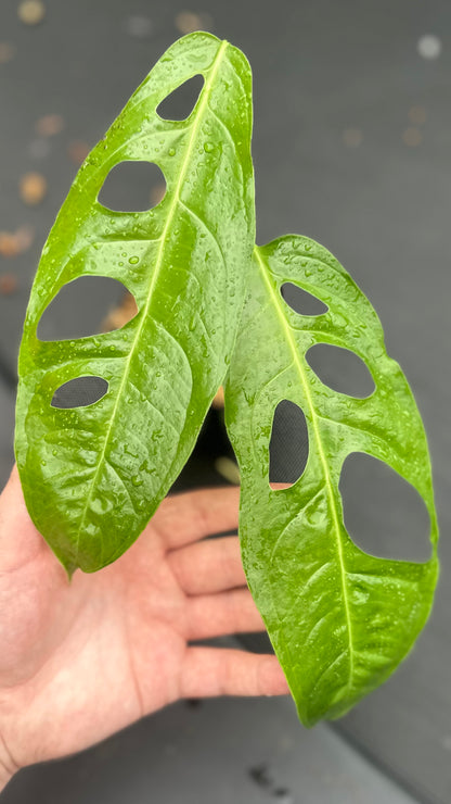 Monstera obliqua “Ecuador” var. Longifolia