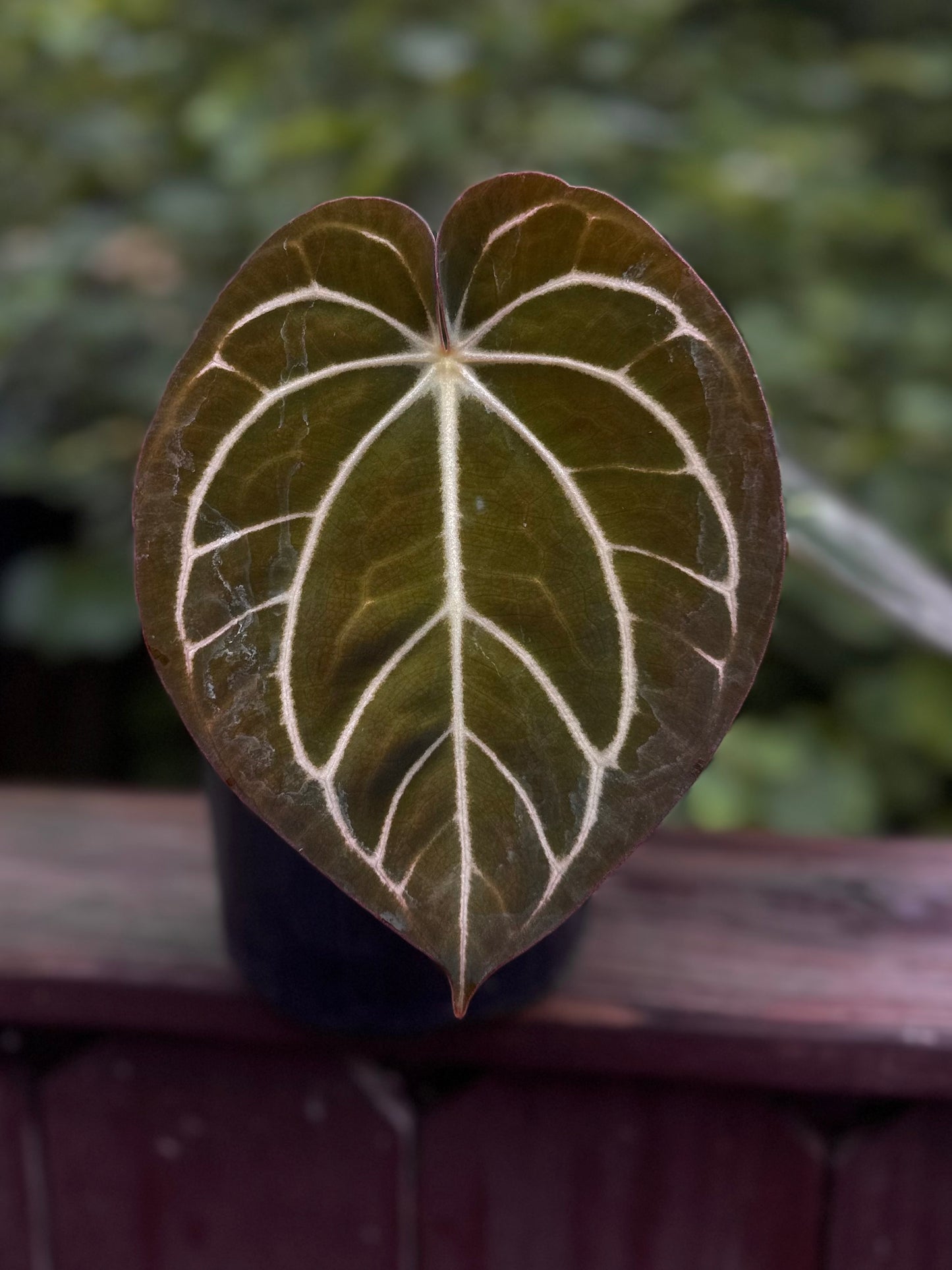 Anthurium carlablackiae RA5x10 x (dress RG F2 x carla "Amanda")