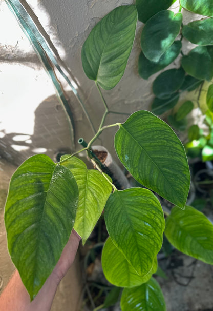Monstera cf. obliqua “Tambopata”