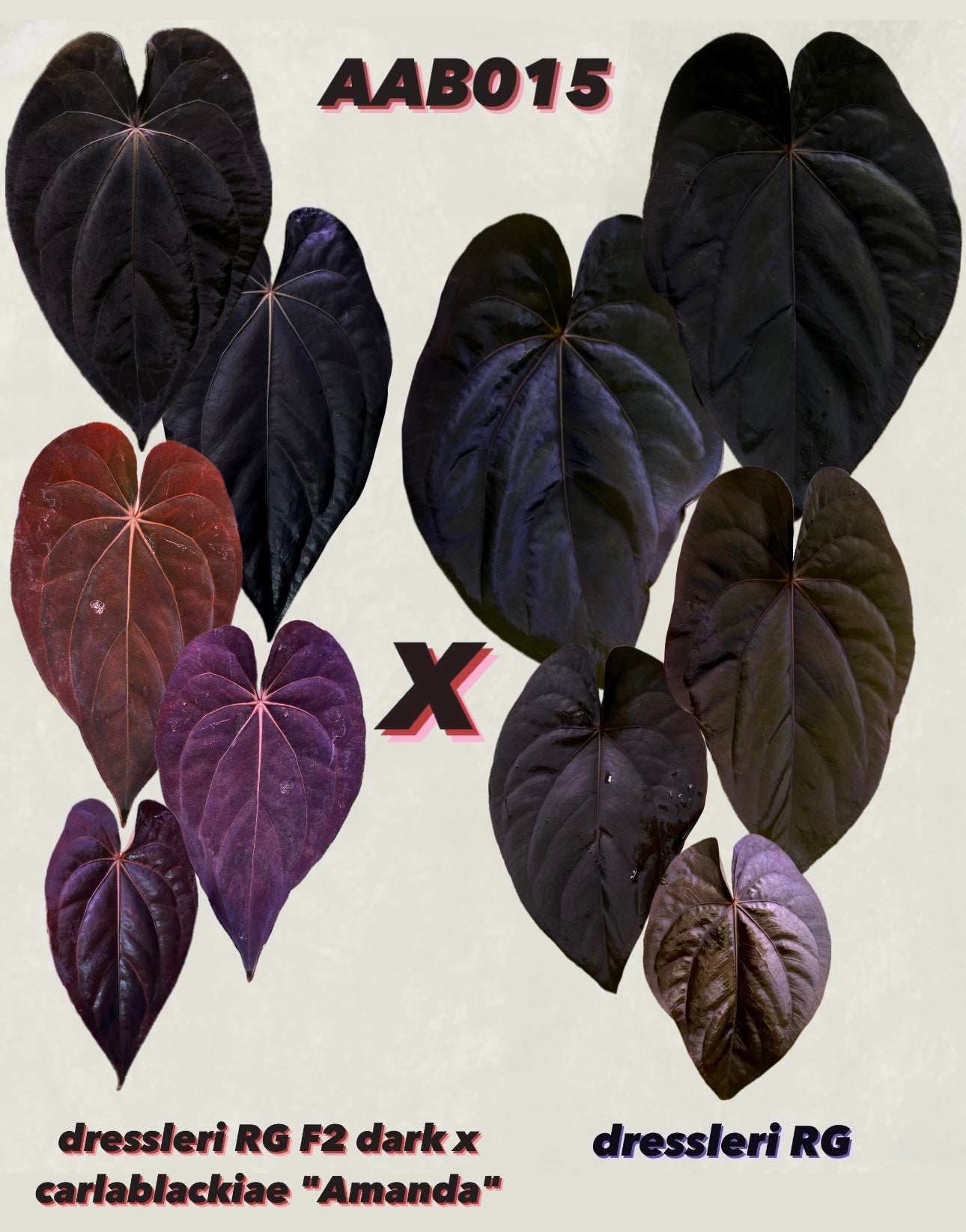 Anthurium (dressleri RG F2 x carlablackiae) x dressleri RG