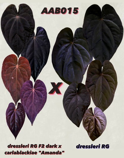 Anthurium (dressleri RG F2 x carlablackiae) x dressleri RG