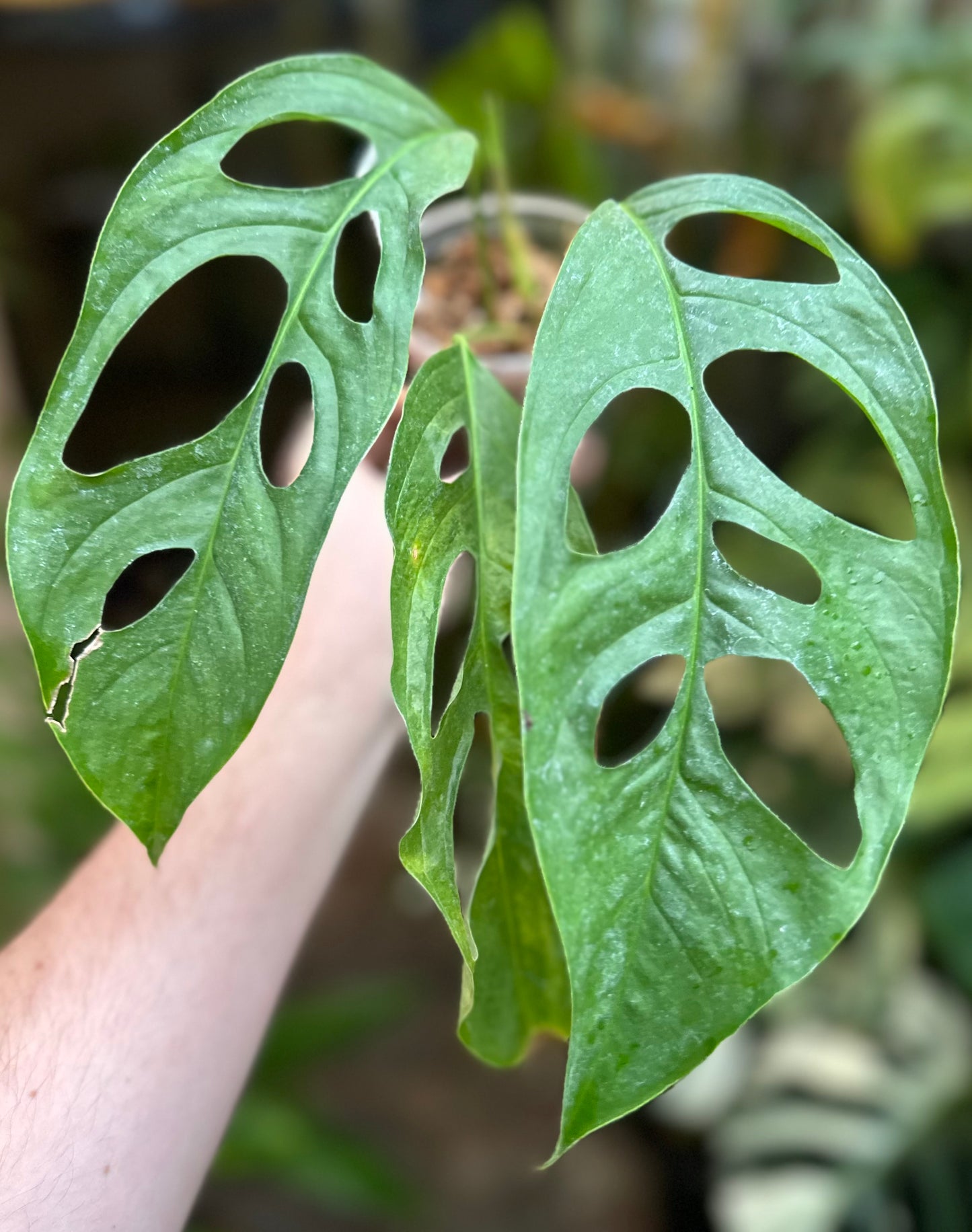 Monstera obliqua “Loreto”