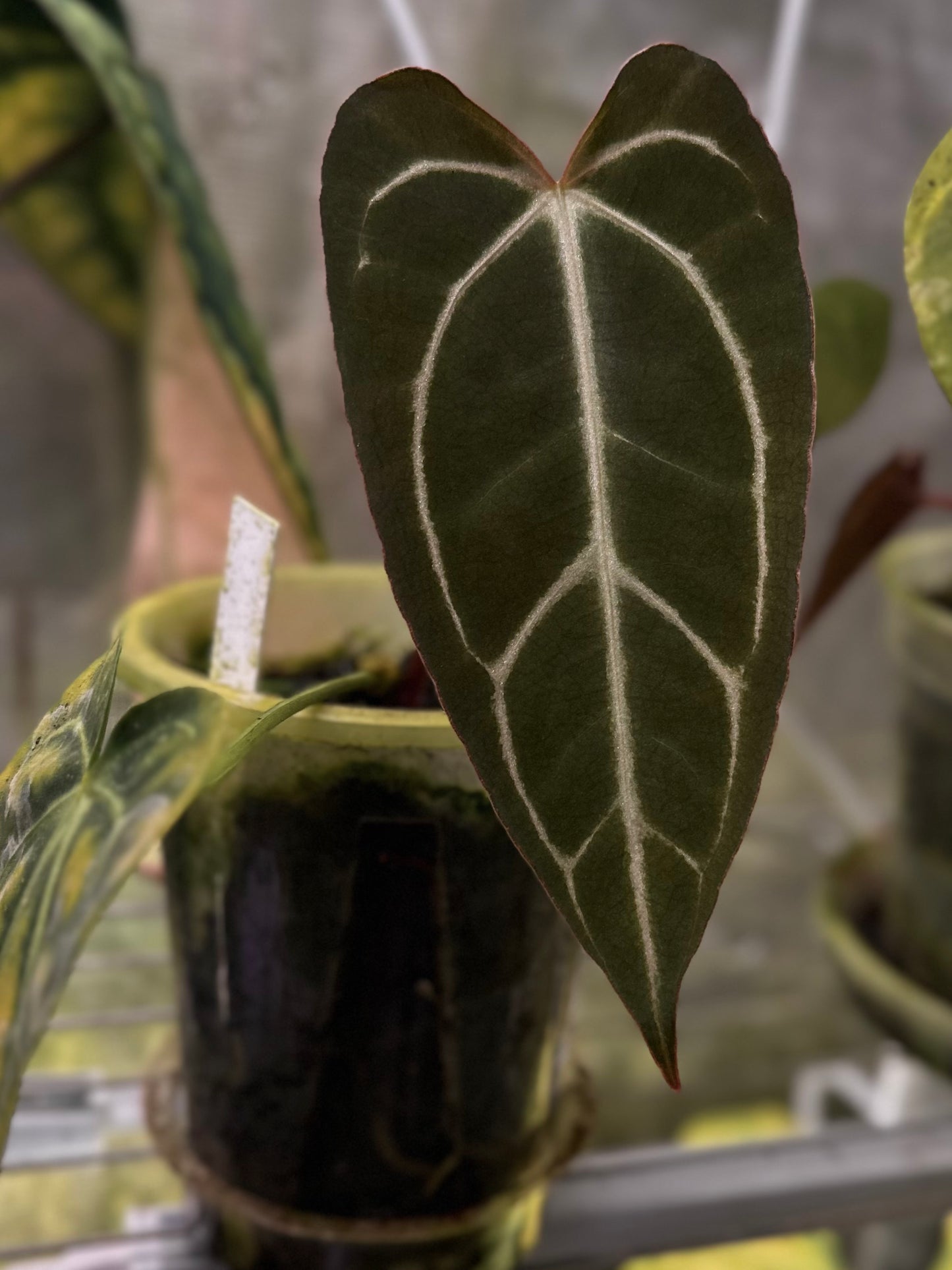 Anthurium ‘FTG crystallinum’ x carlablackiae