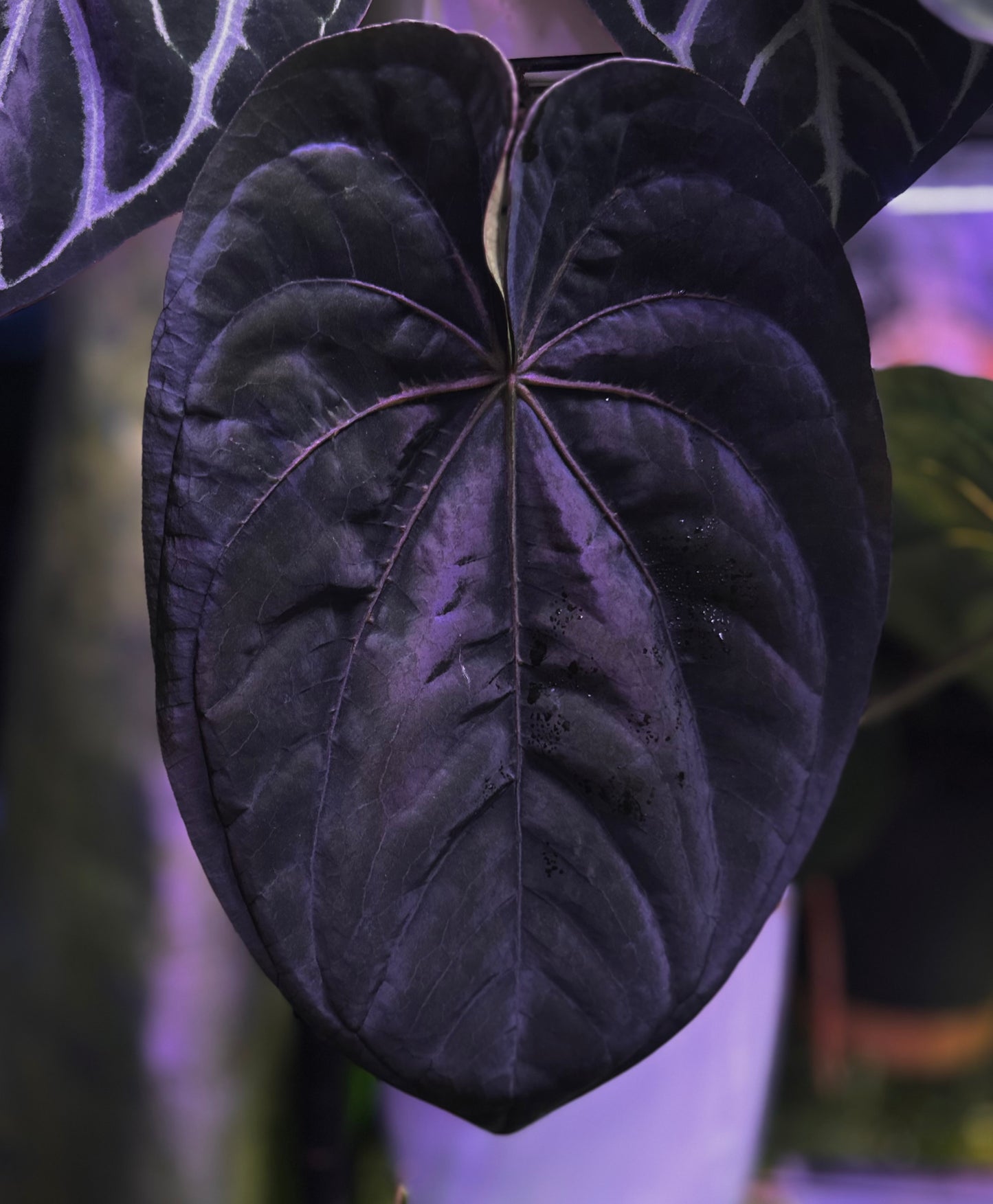 Anthurium dressleri RG (F2 x Black) F2 "Aspis" x "Purple Haze"