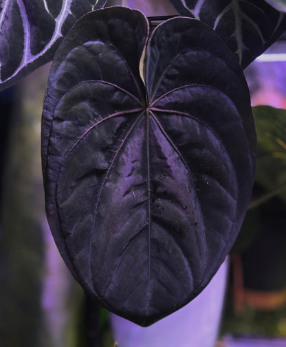 Anthurium dressleri RG (F2 x Black) F2 "Aspis" x "Purple Haze"