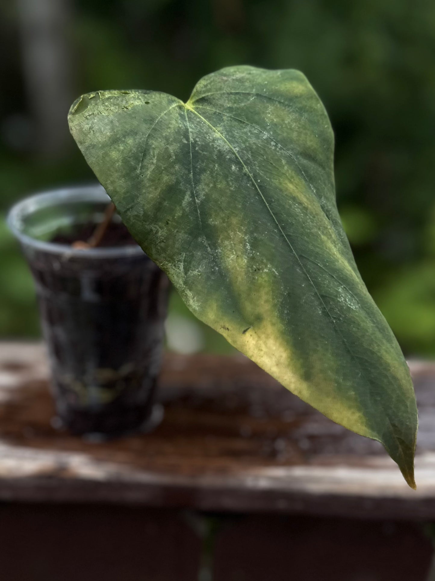 Anthurium sp. nov DF