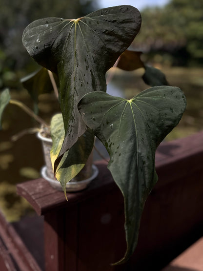 Anthurium sp. nov DF