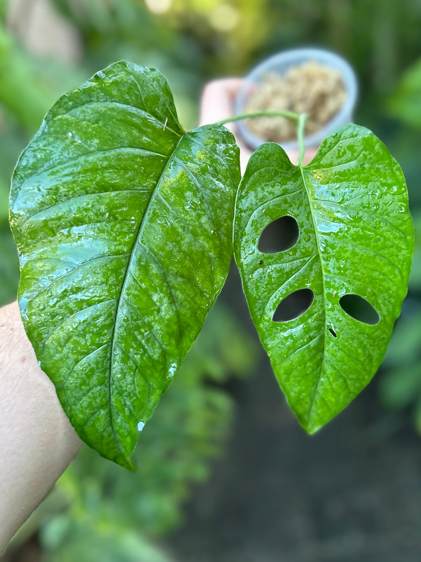 Monstera membranacea (Limón/Caribbean form)