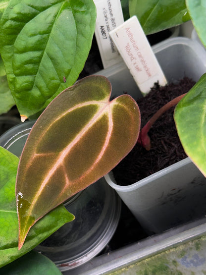 Anthurium carlablackiae 'Round' x self