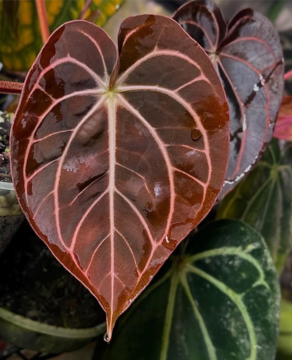 Anthurium carlablackiae Wu1 s1 x (RA5x10)