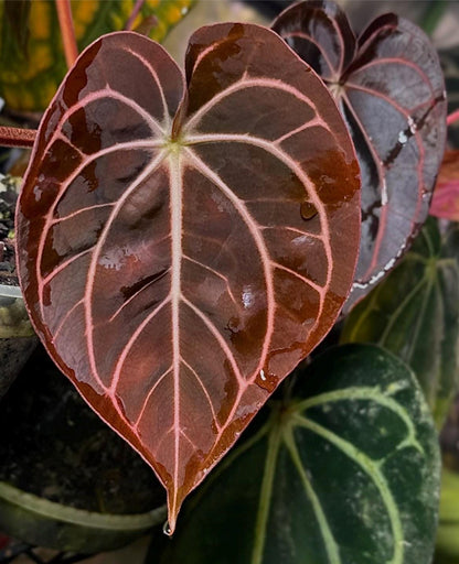 Anthurium carlablackiae Wu1 s1 x (RA5x10)