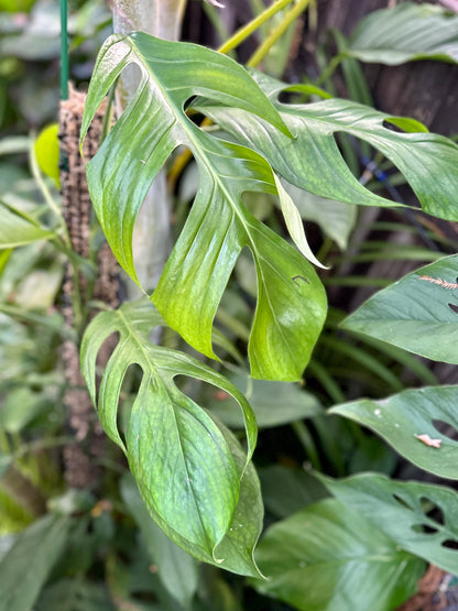 Monstera glaucescens