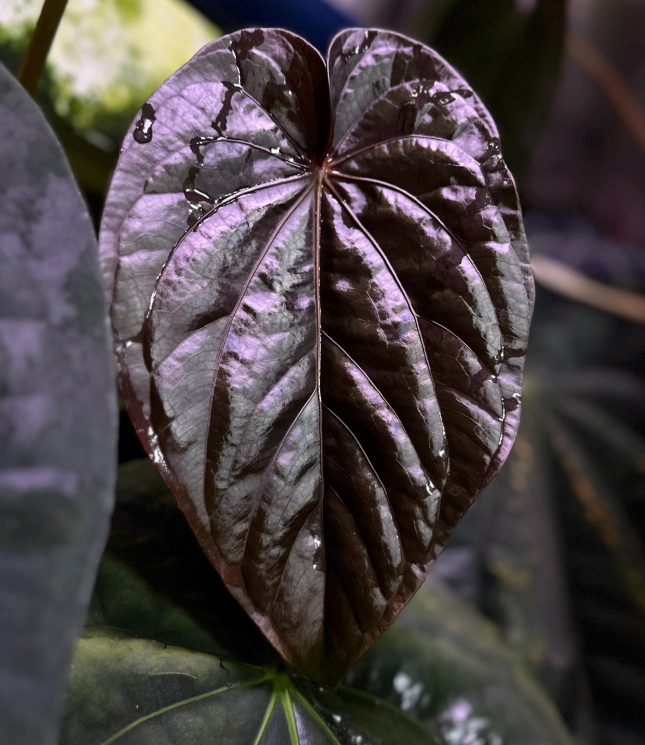 Anthurium dressleri "Obsidian" x (BVEP x splendidum) *sprouted seeds*