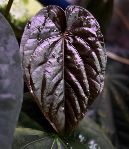 Anthurium dressleri "Obsidian" x (BVEP x splendidum) *sprouted seeds*