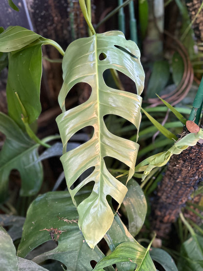 Monstera cf. obliqua “Tambopata”