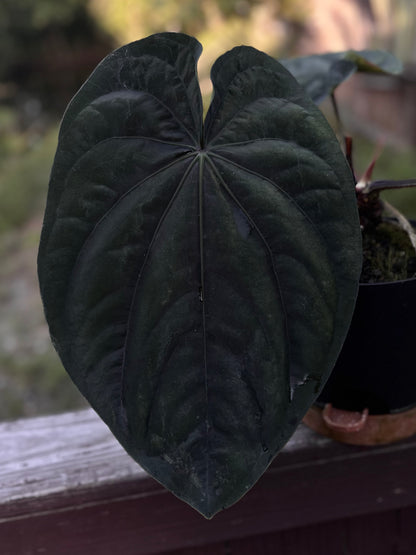 Anthurium dressleri RG (F2 x Black) F2 "Aspis" x "Purple Haze"