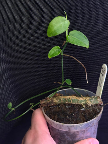 Monstera punctulata