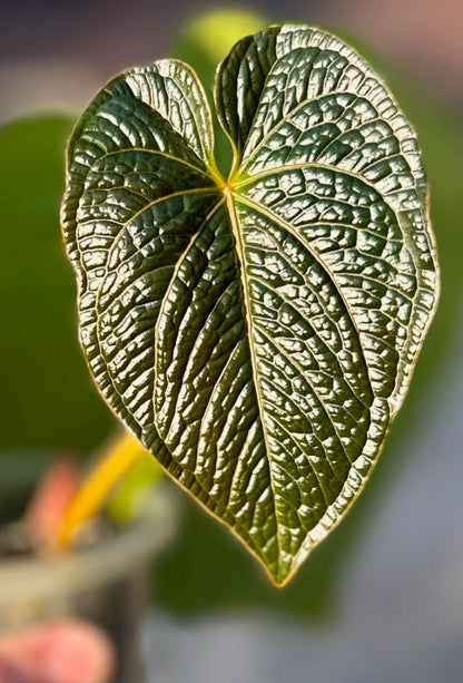 Anthurium (BVEP x NSE red crystallinum) x ((carla x pap) x splendidum) *seedlings*