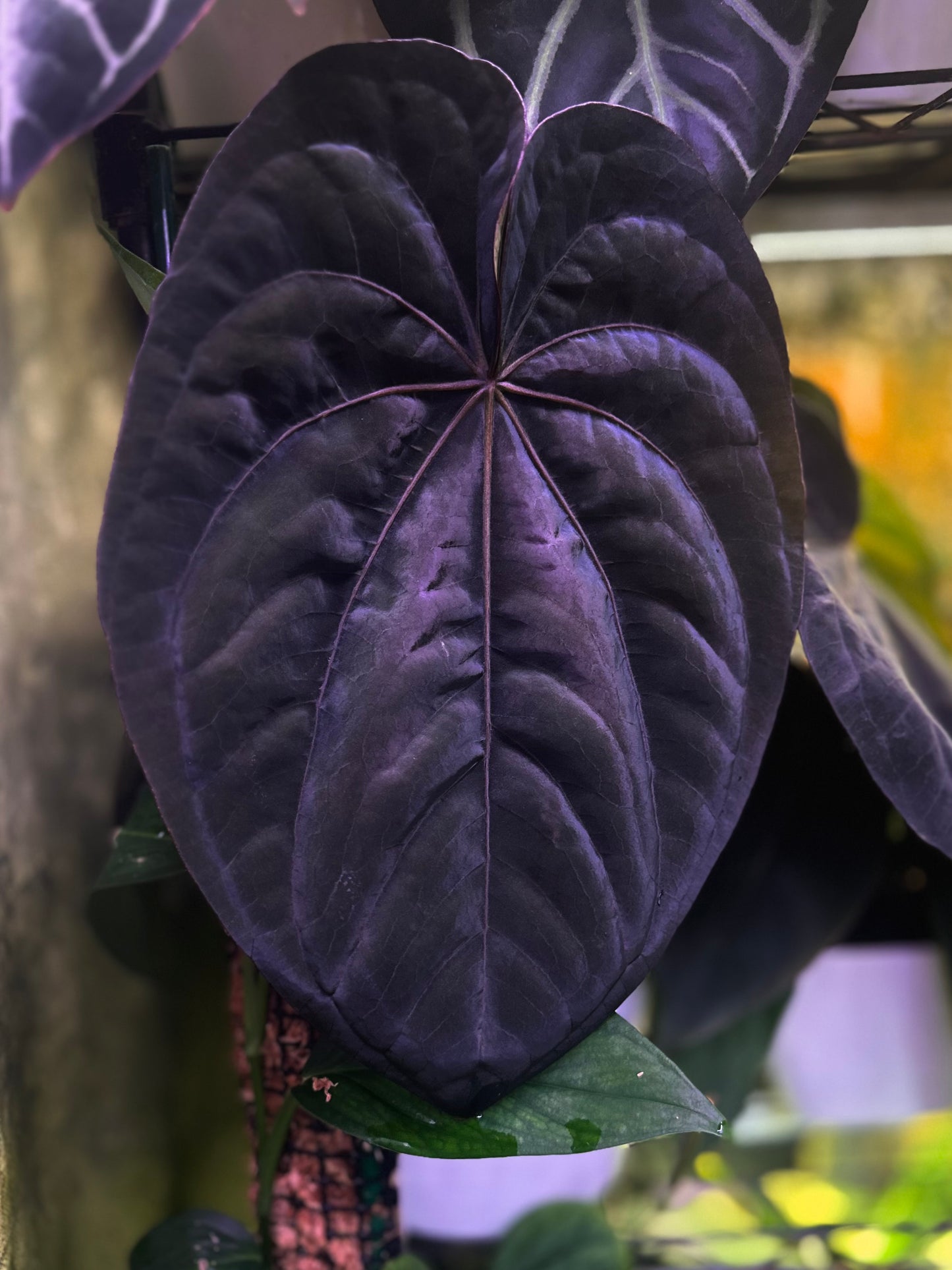 Anthurium dressleri RG (F2 x Black) F2 "Aspis" x "Purple Haze"