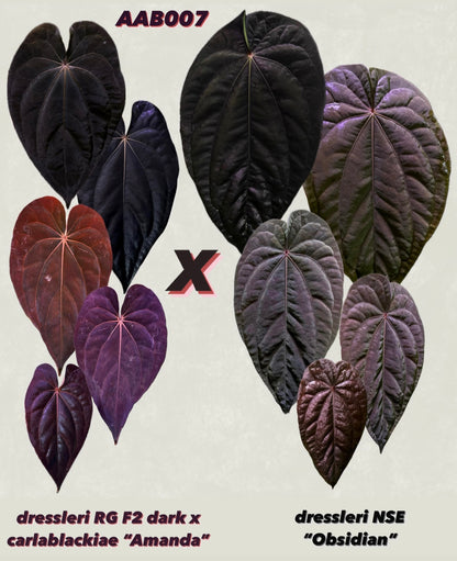 Anthurium (dressleri RG F2 x carlablackiae) x dressleri NSE “Obsidian”