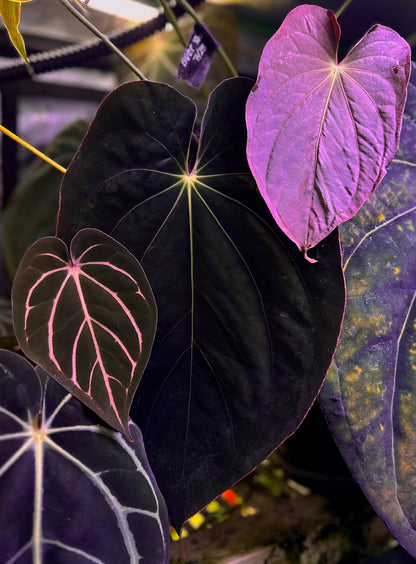 Anthurium antolakii (BVEP) "OG1 x RA1" x "Round x RA1"