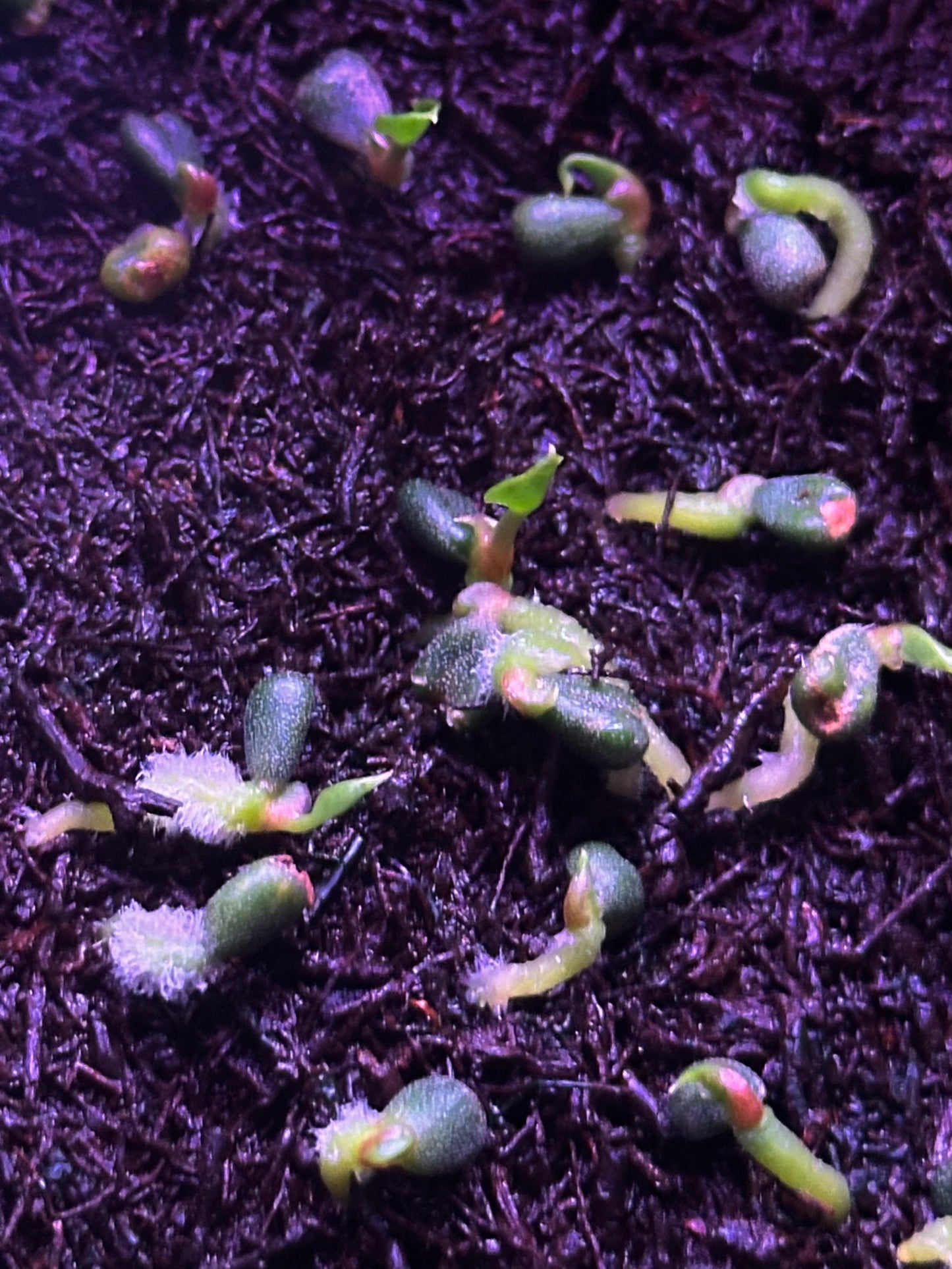 Anthurium carlablackiae "Amanda x GPH001" s1