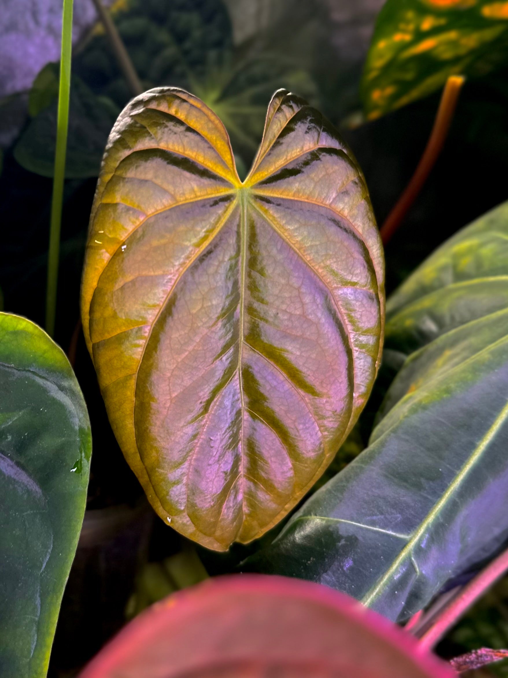 anthurium weberbaueri Anthurium antolakii (BVEP) "Wu1 x Oliver" x 'Supernova' (dressleri "Ol – AABexotics