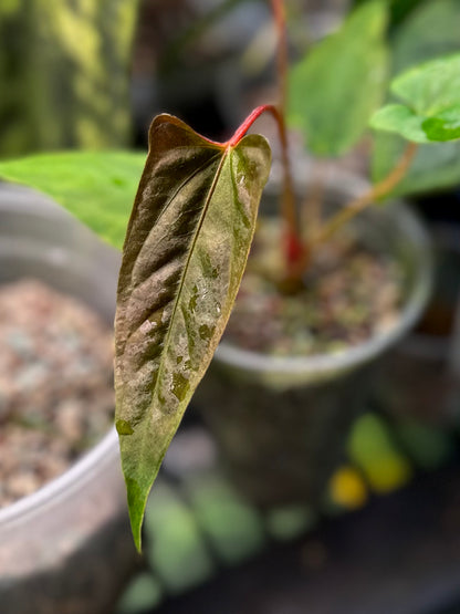 anthurium black jack Anthurium papillilaminum 'RL x FS' x self – AABexotics