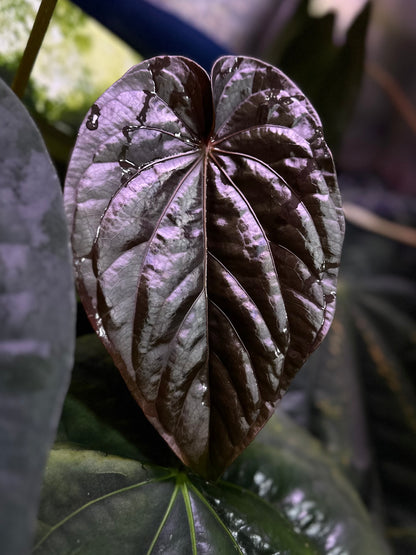 Anthurium dressleri “Obsidian” *CLONE*