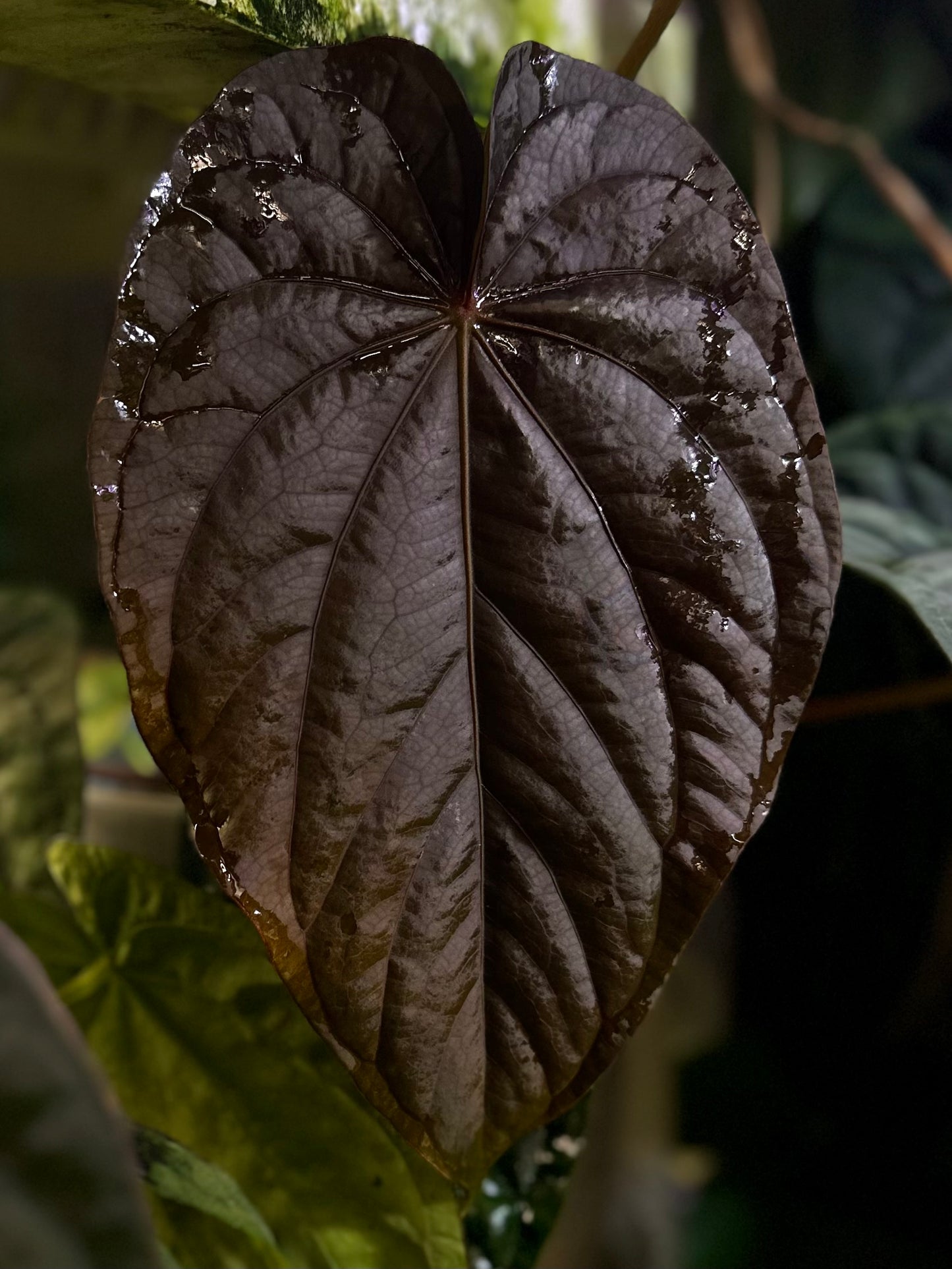 Anthurium carlablackiae RA10 (s1) x dressleri "Obsidian" *seedlings*