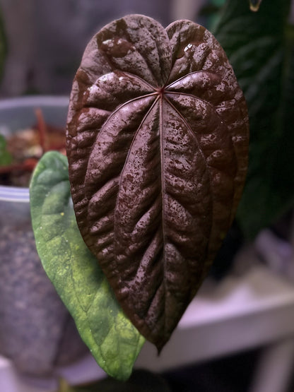 Anthurium dressleri NSE “Obsidian”