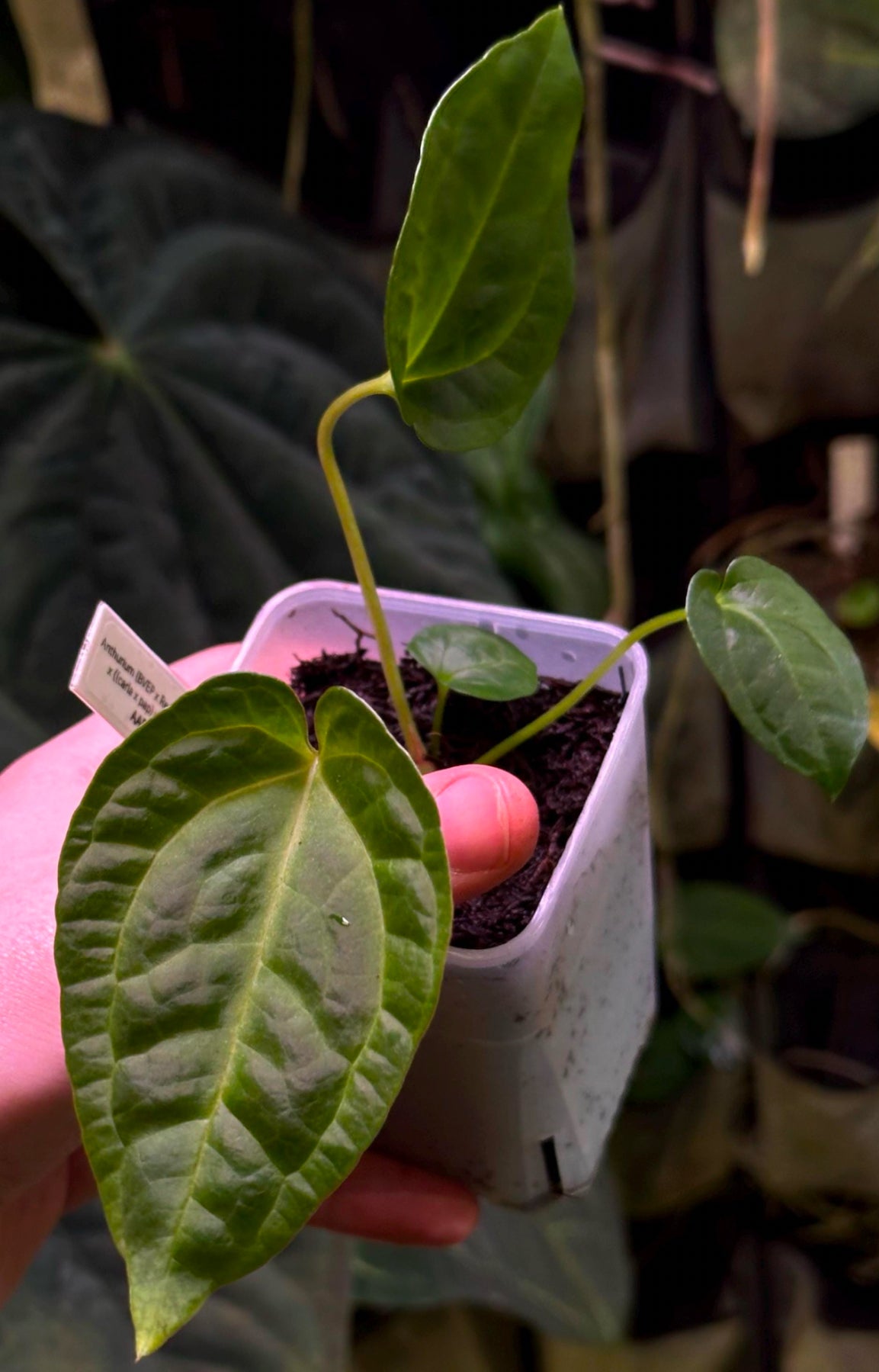 Anthurium (BVEP x NSE red crystallinum) x ((carla x pap) x splendidum) *seedlings*