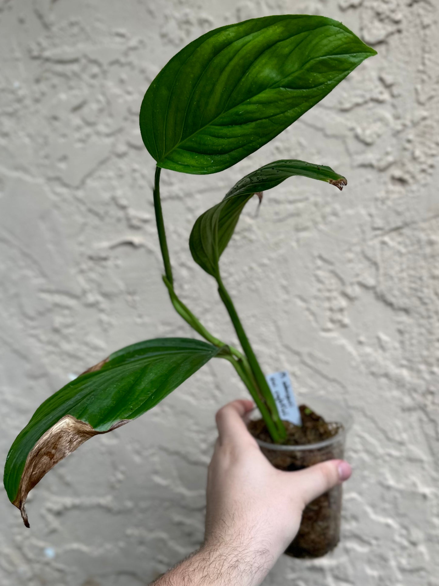 Monstera adansonii var. expletivii (Luc)